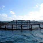 Do Now U! Do the Benefits of Aquaculture Outweigh Its Negative Impacts?