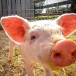 Do Now U! Should Pigs Be Used to Grow Human Organs?